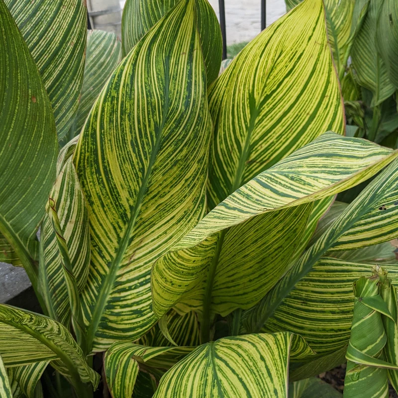 Canna 'Pretoria'
