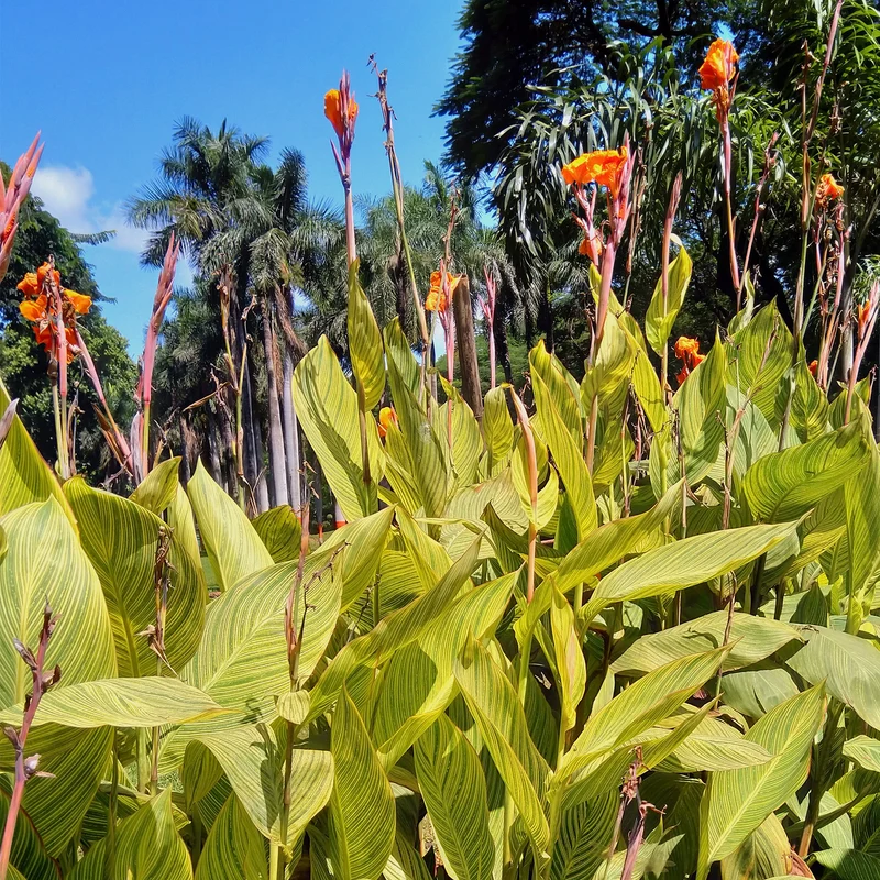 Canna 'Pretoria'