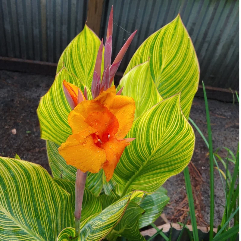 Canna 'Pretoria'