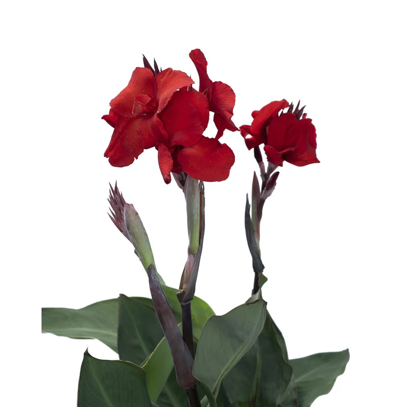Canna 'Fire Dragon'