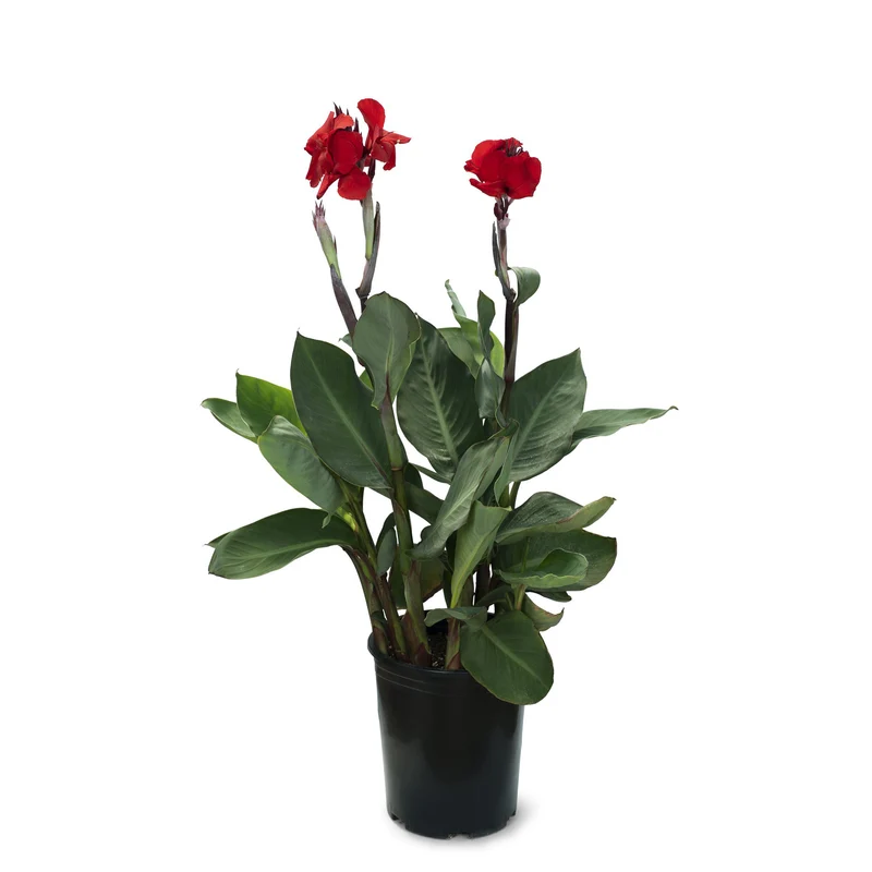 Canna 'Fire Dragon'
