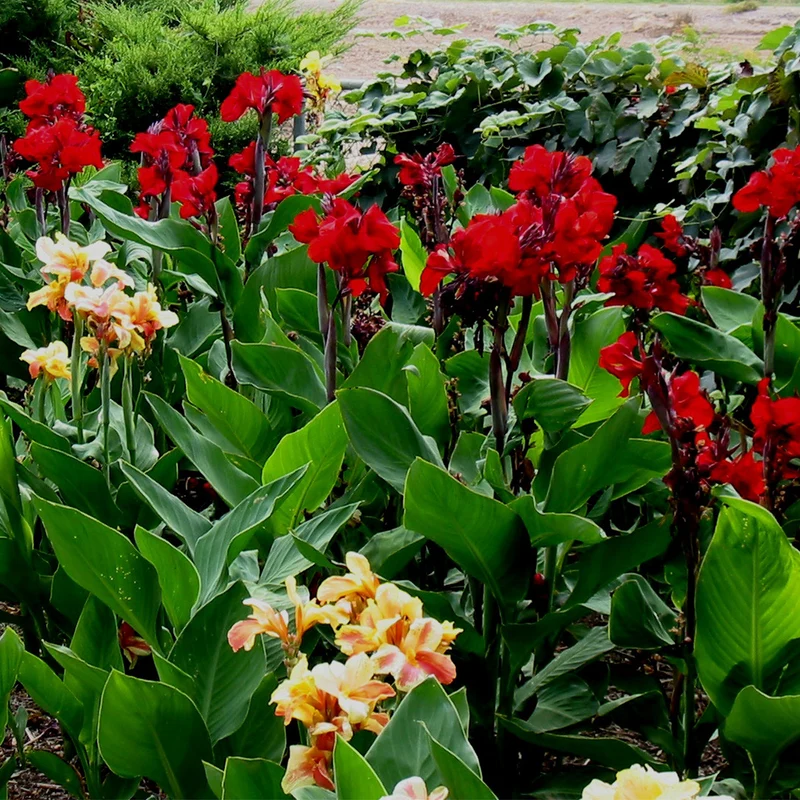Canna 'Fire Dragon'