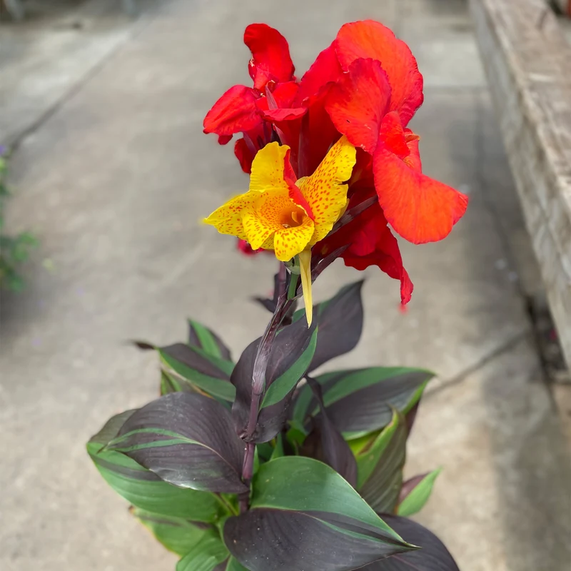 Canna 'Cleopatra'