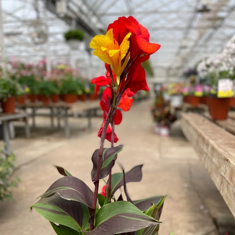 Canna 'Cleopatra'