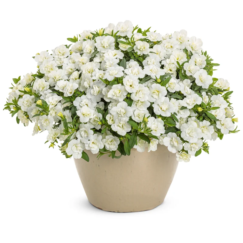 Calibrachoa SUPERBELLS® Double White