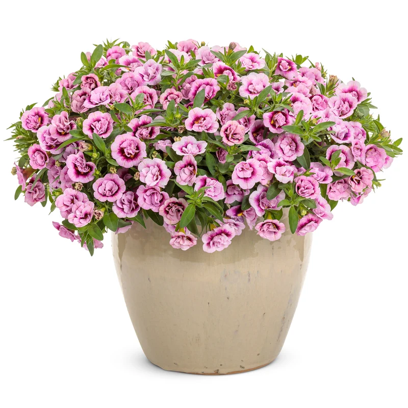 Calibrachoa SUPERBELLS® Double Smitten Pink