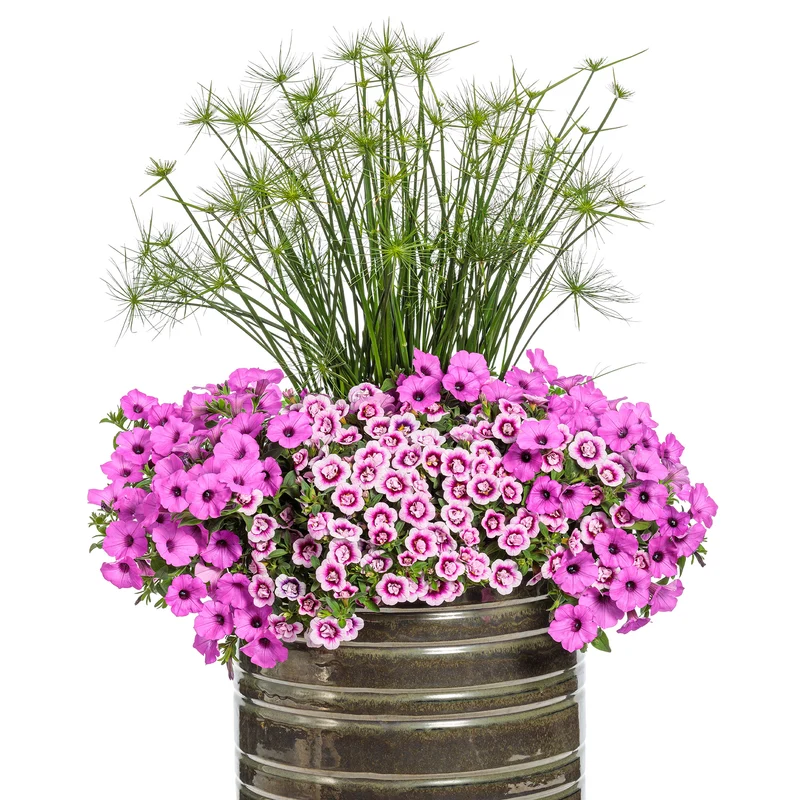 Calibrachoa SUPERBELLS® Double Smitten Pink