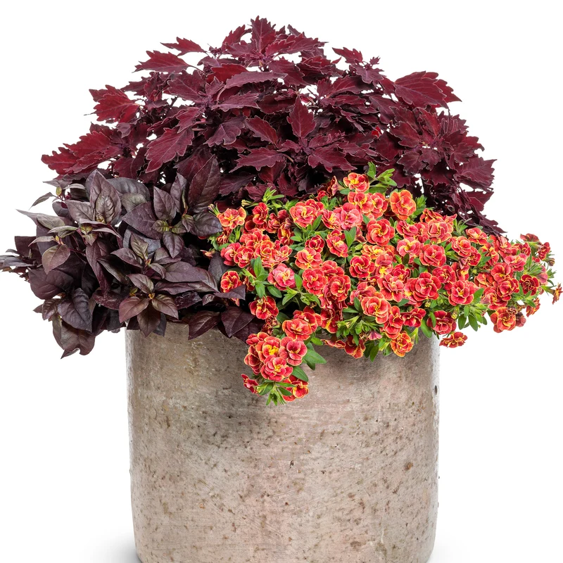 Calibrachoa SUPERBELLS® Double Redstone