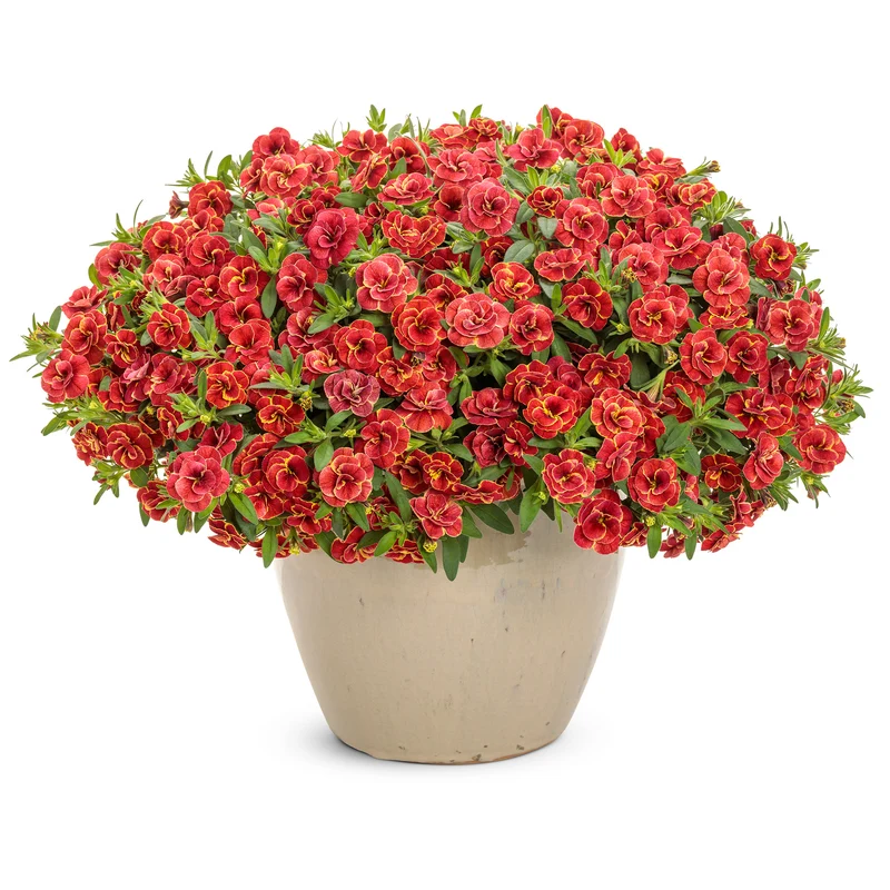 Calibrachoa SUPERBELLS® Double Redstone
