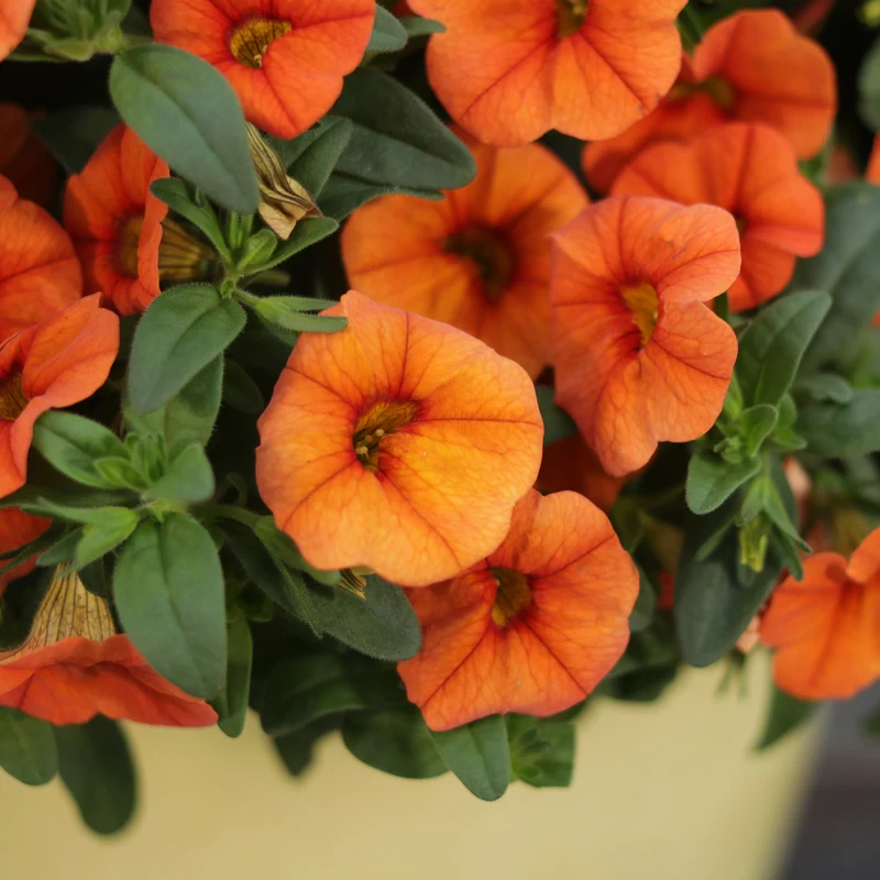 Calibrachoa SUPERBELLS® Double Dreamsicle
