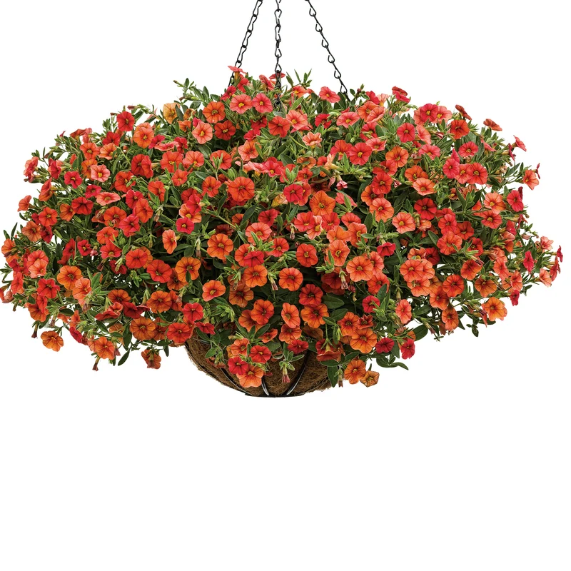 Calibrachoa SUPERBELLS® Double Dreamsicle
