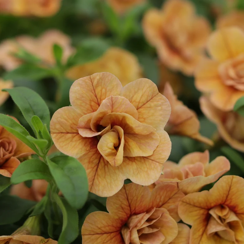 CalibrachoaSUPERBELLS® Double Amber