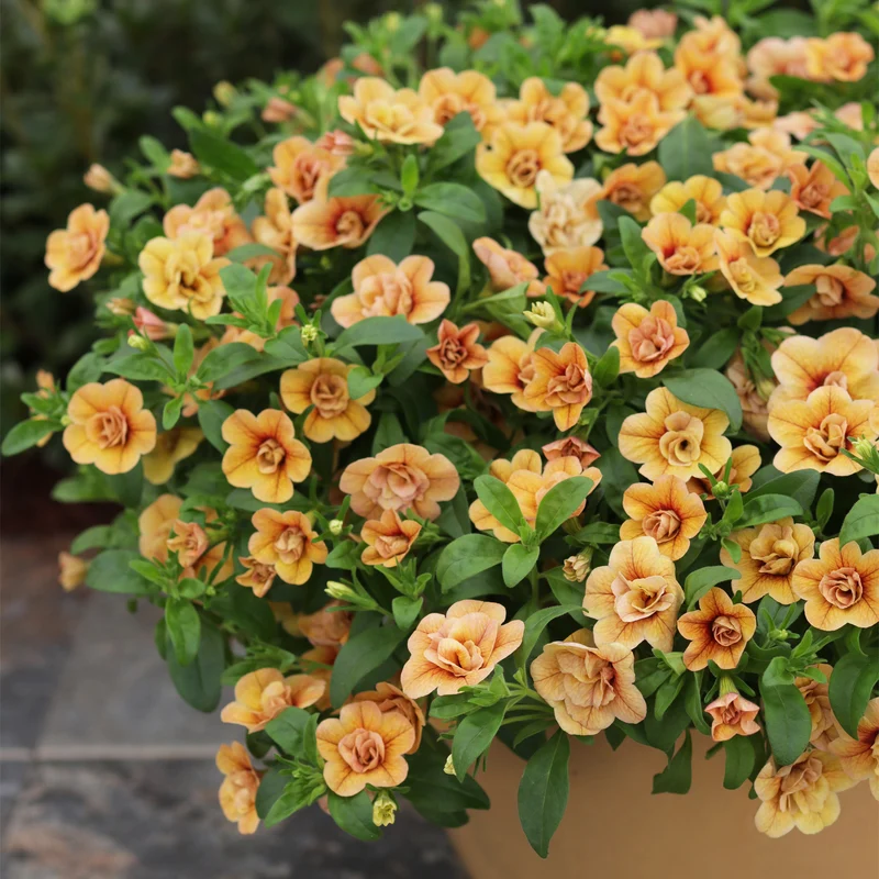 CalibrachoaSUPERBELLS® Double Amber