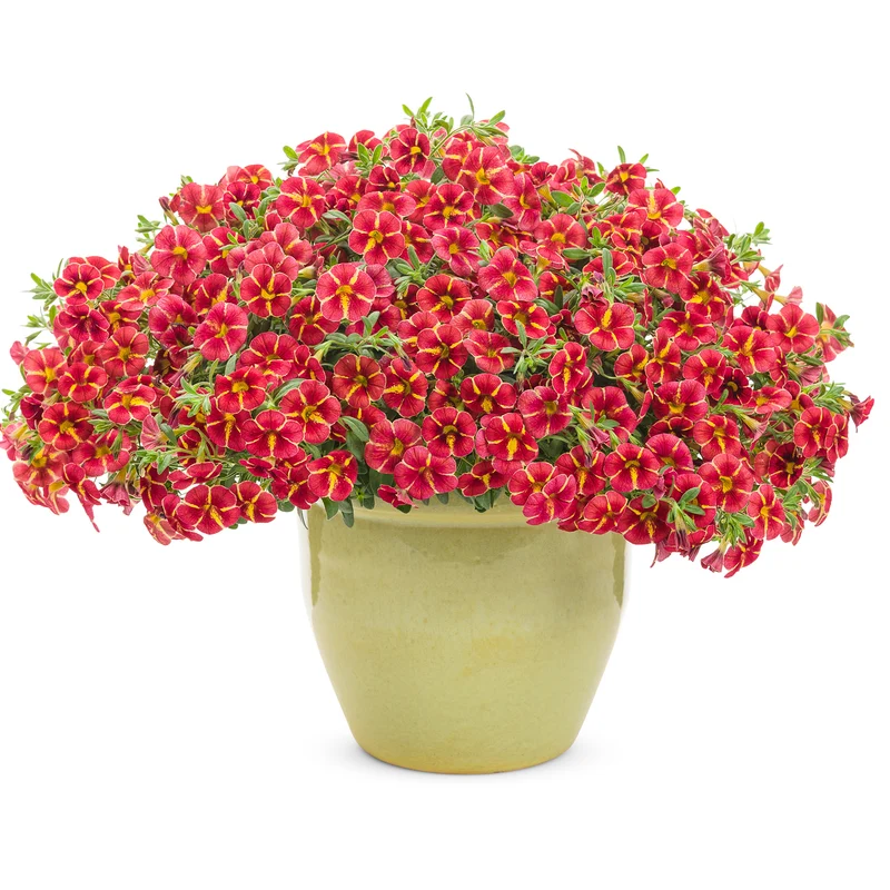 Calibrachoa SUPERBELLS® Cardinal Star