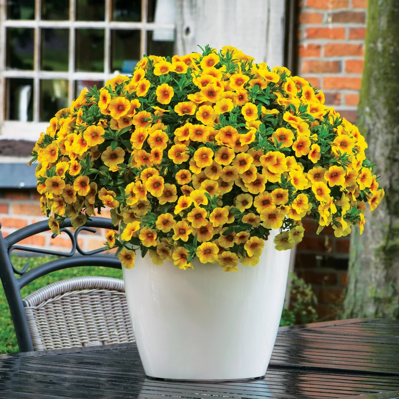 Calibrachoa CALITASTIC® Mango