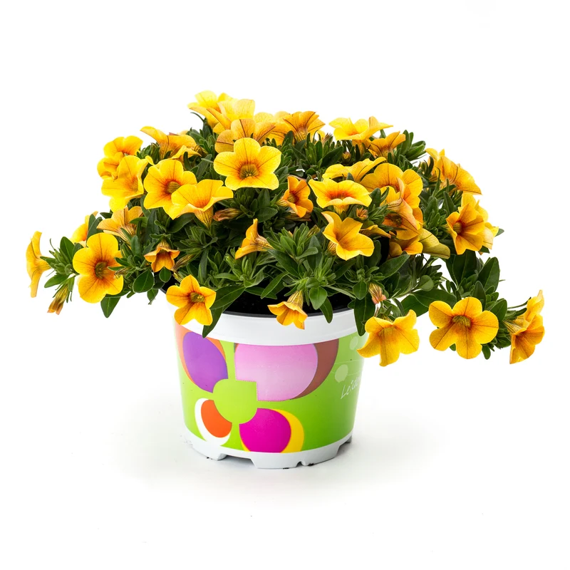Calibrachoa CALITASTIC® Mango