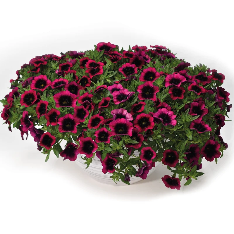 Calibrachoa 'Dracula'