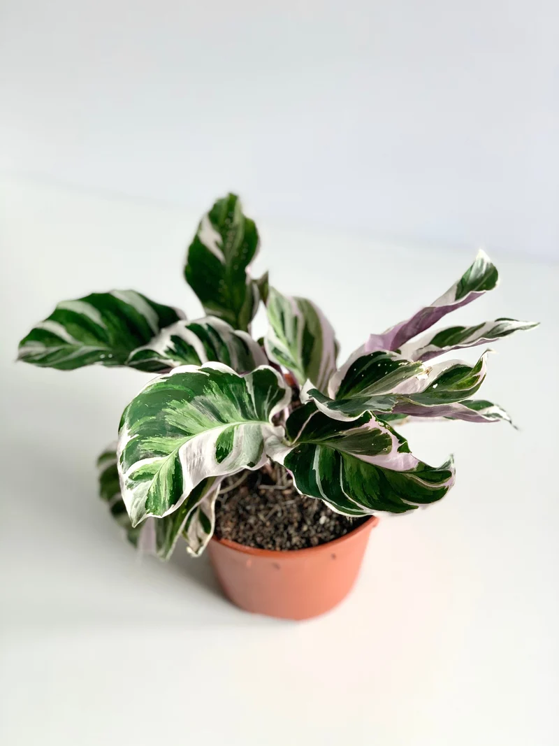 Calathéa 'White Fusion'