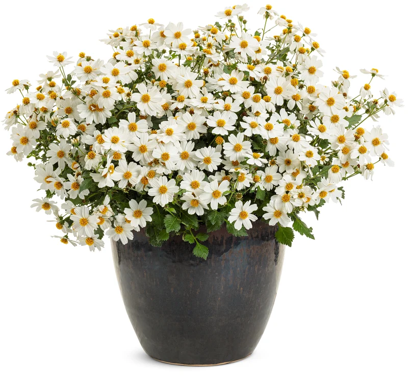 Bidens CAMPFIRE® Marshmallow™