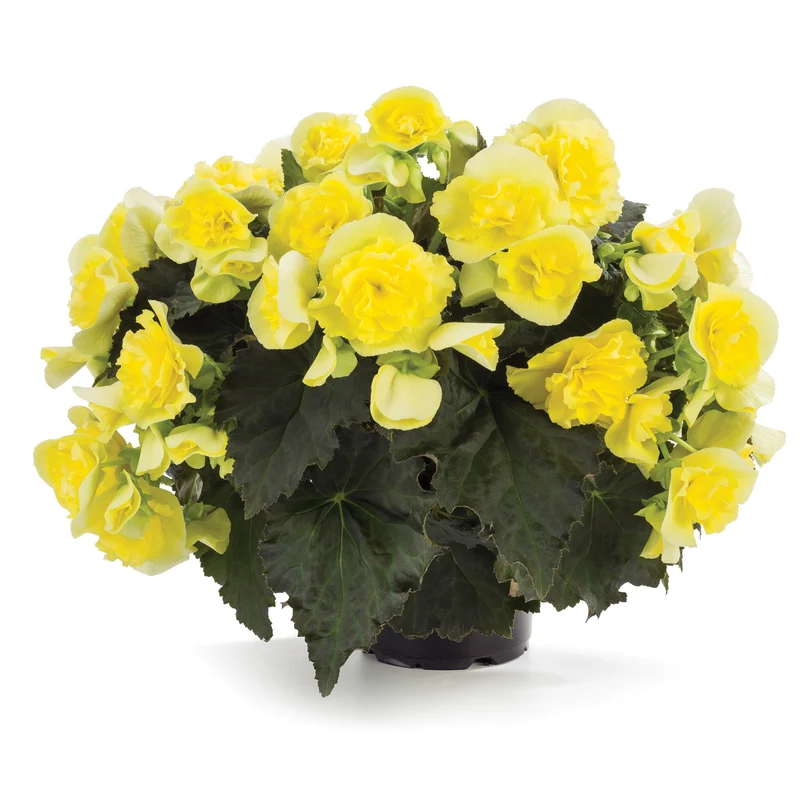 Bégonia Solenia® Yellow