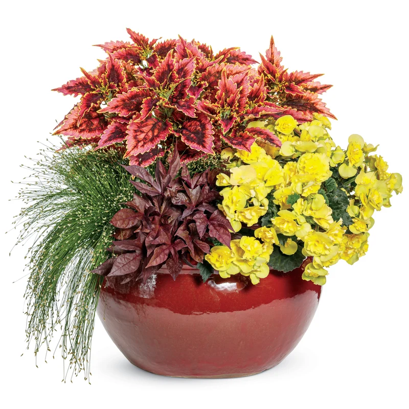 Bégonia Solenia® Yellow