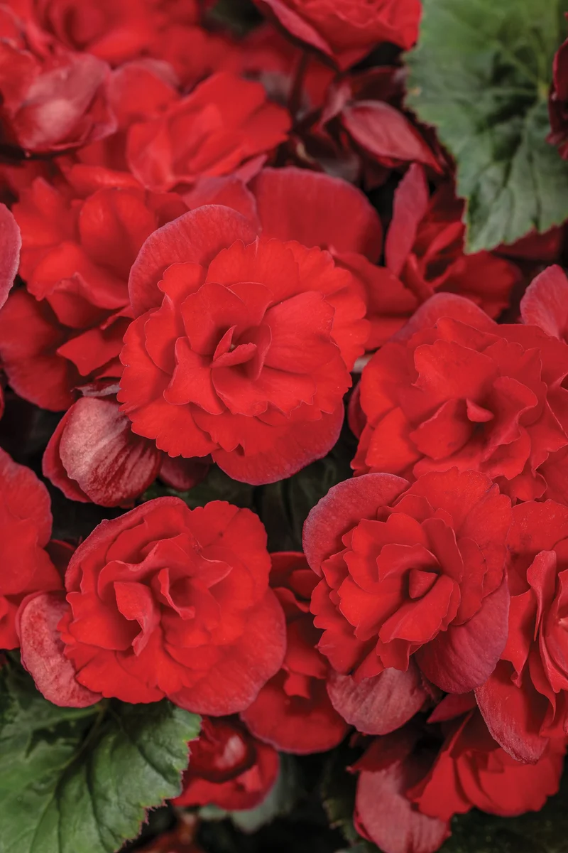 Bégonia SOLENIA® Scarlet