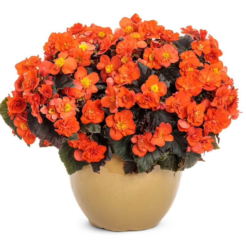 Bégonia SOLENIA® Chocolate Orange