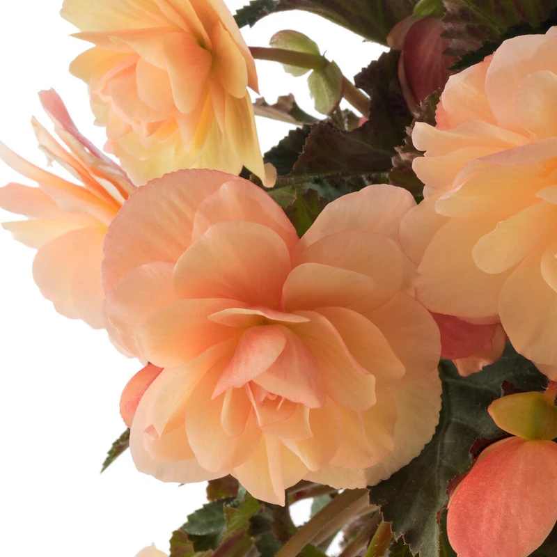 Bégonia FRAGRANT FALLS® Peach