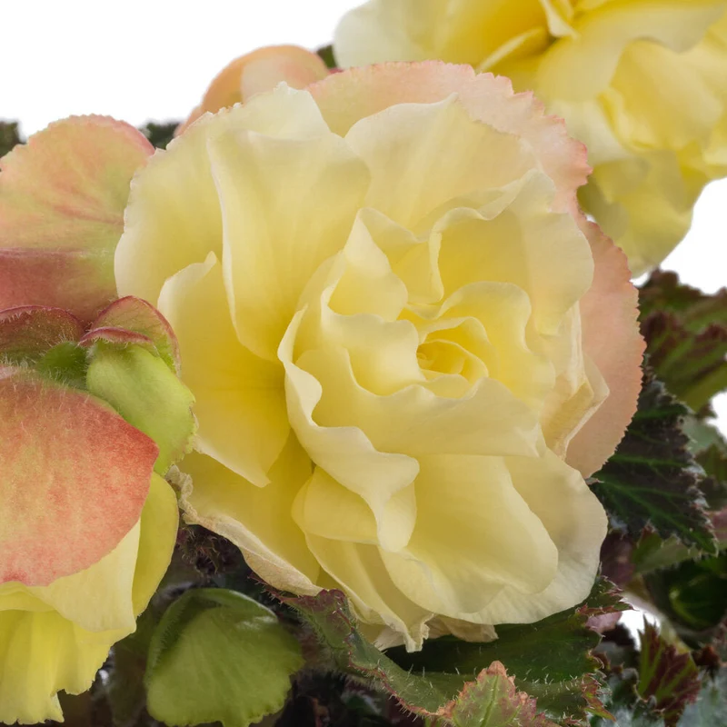 Bégonia FRAGRANT FALLS® Lemon