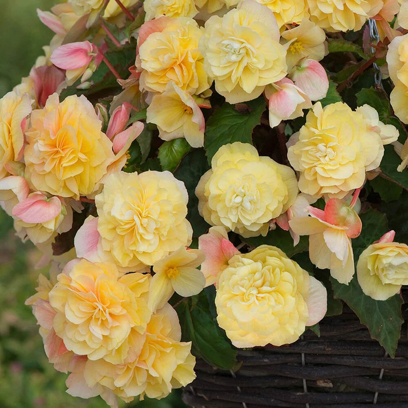 Bégonia FRAGRANT FALLS® Lemon