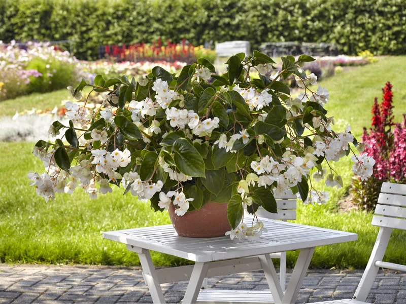 Bégonia DRAGON WING® White