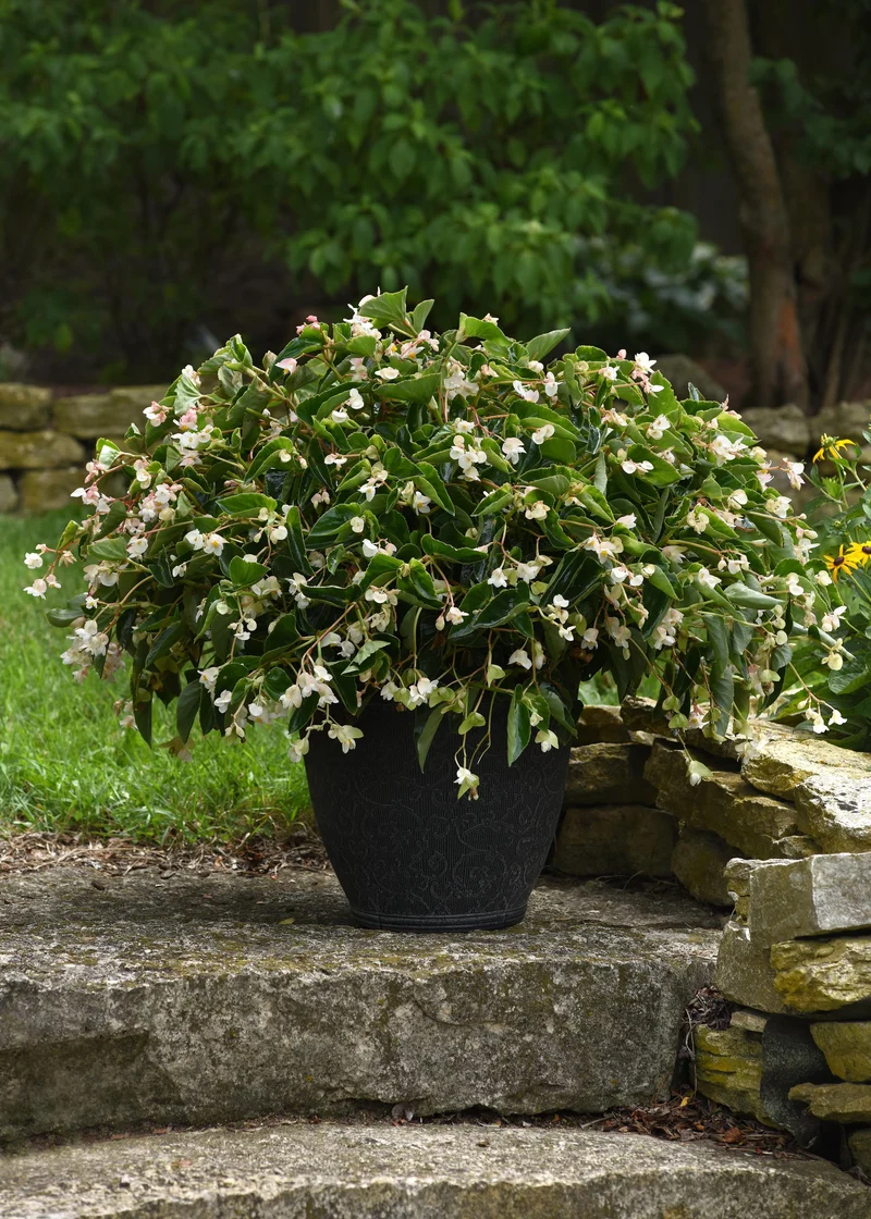 Bégonia DRAGON WING® White