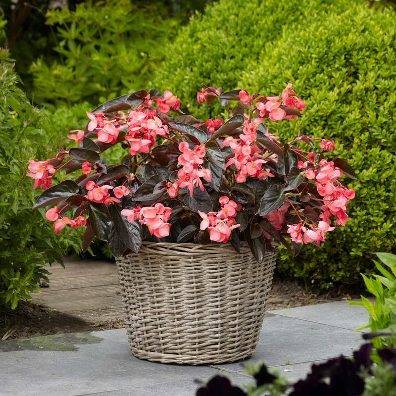 Bégonia DRAGON WING® Red Bronze Leaf