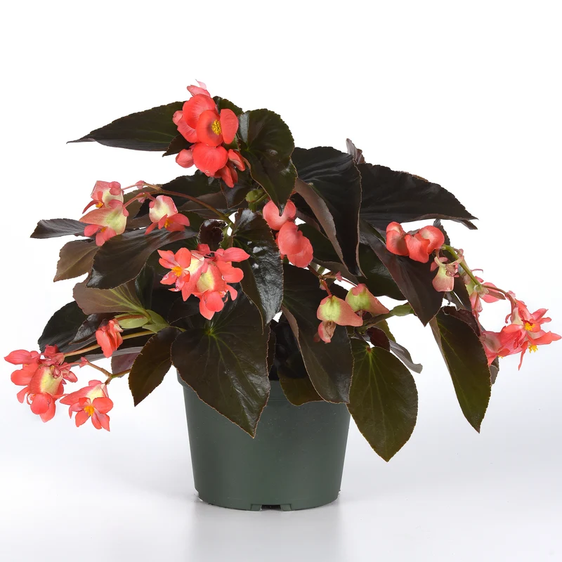 Bégonia DRAGON WING® Red Bronze Leaf