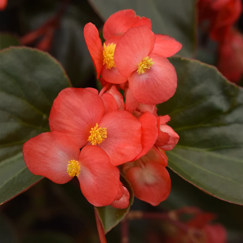 Bégonia DRAGON WING® Red Bronze Leaf