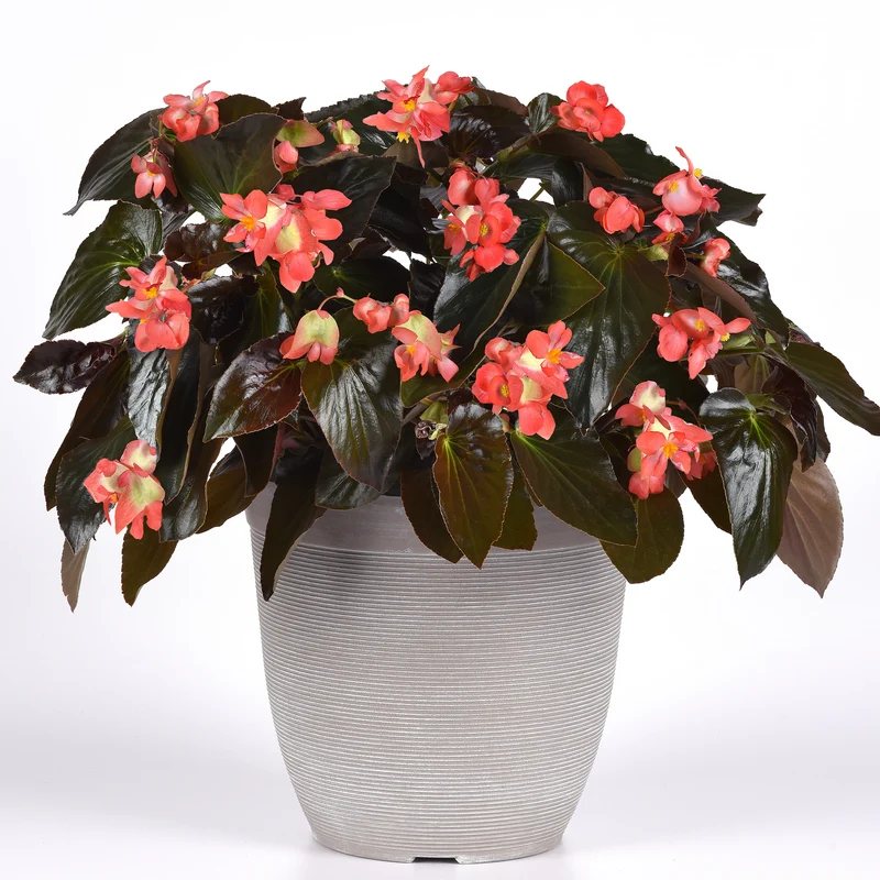 Bégonia DRAGON WING® Red Bronze Leaf