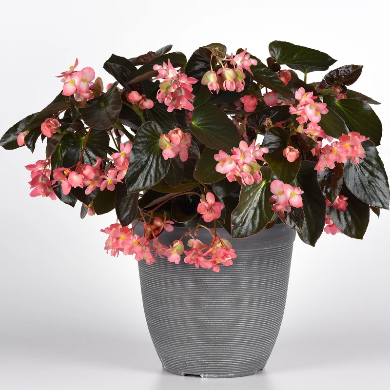 Bégonia DRAGON WING® Pink Bronze Leaf