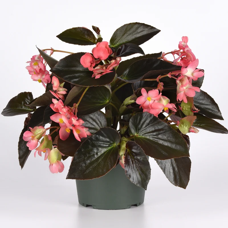 Bégonia DRAGON WING® Pink Bronze Leaf