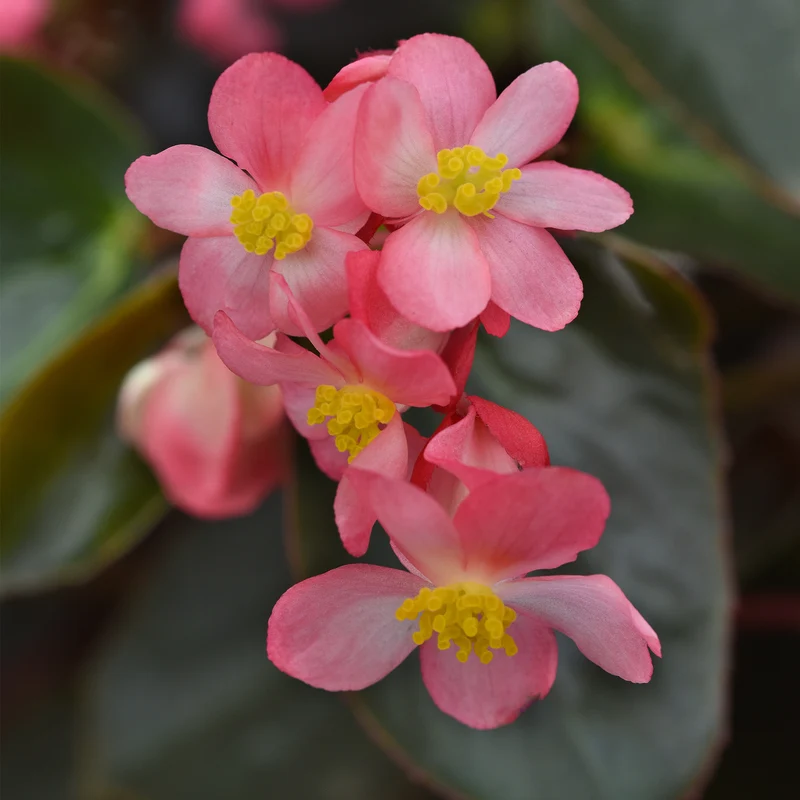Bégonia DRAGON WING® Pink Bronze Leaf