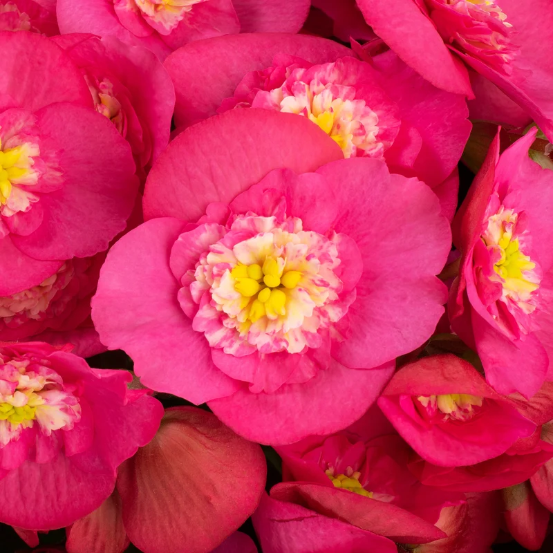 Bégonia BELOVE® Rose