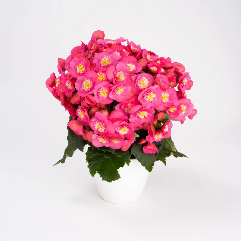 Bégonia BELOVE® Rose