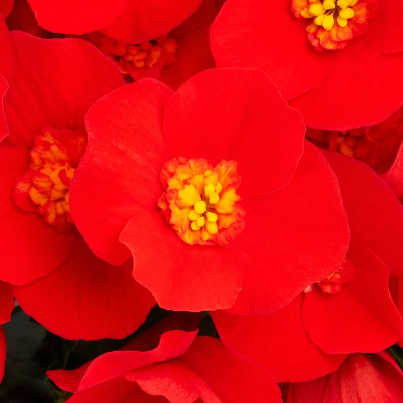 Bégonia BELOVE® Red