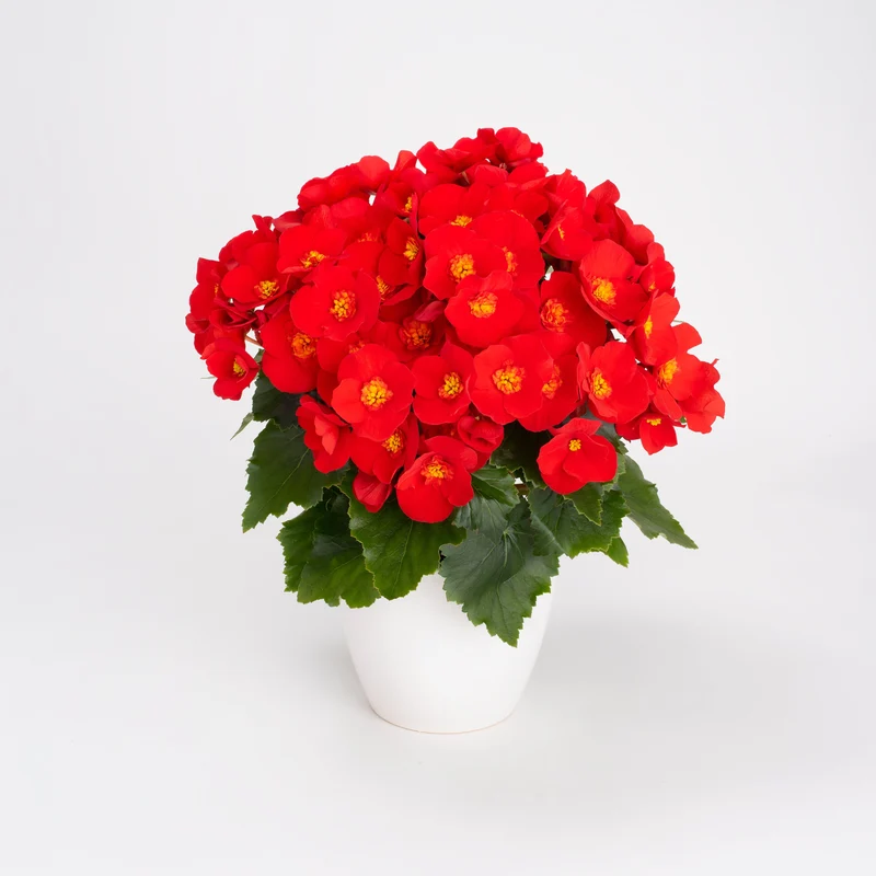 Bégonia BELOVE® Red