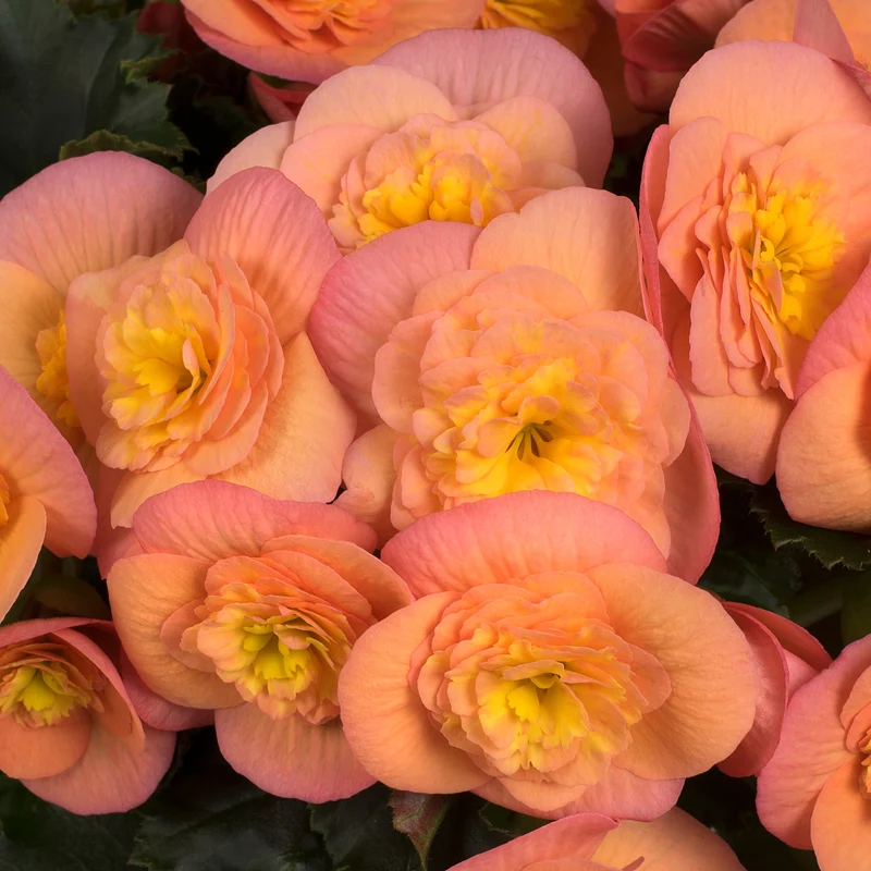 Bégonia BELOVE® Peach