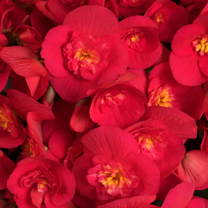 Bégonia BELOVE® Cherry