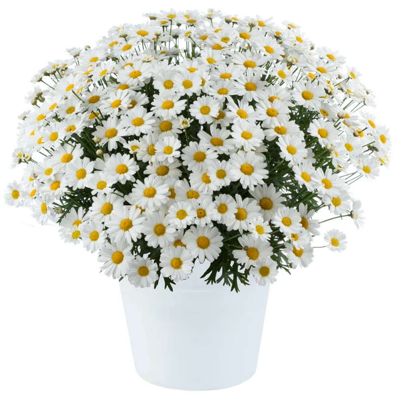 Marguerite LOLLIES™ White Chocolate