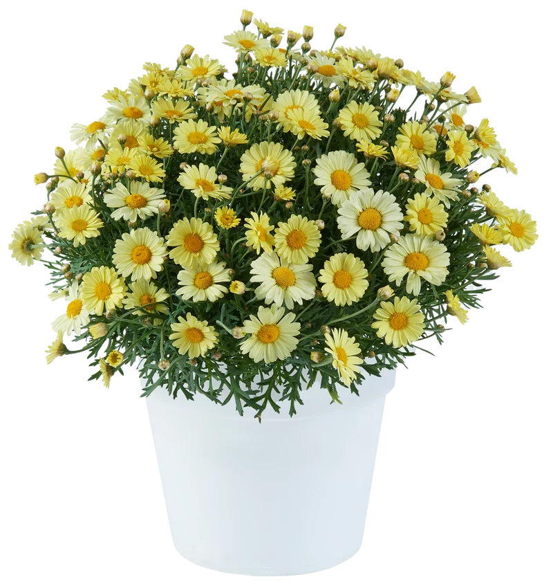 Marguerite LOLLIES™ Buttermint