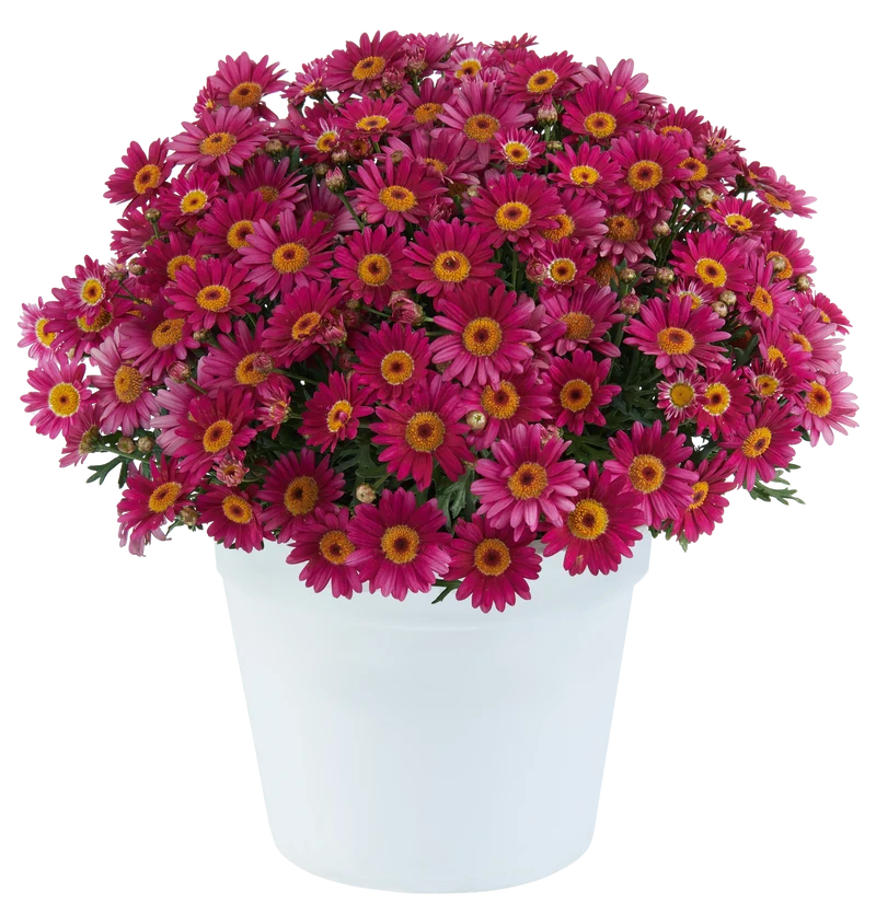 Marguerite LOLLIES™ Berry Gummy