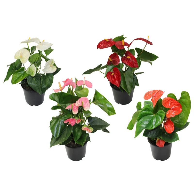 Anthurium - Langue-de-feu