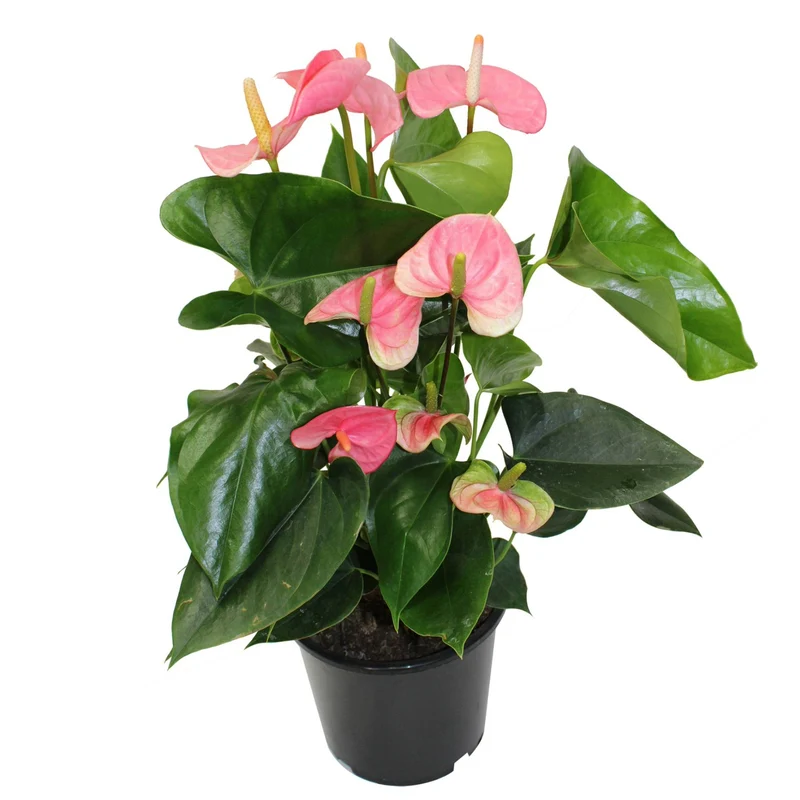Anthurium - Langue-de-feu